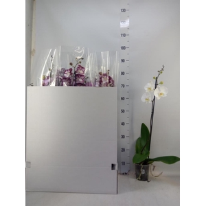 Phalaenopsis   ...mix