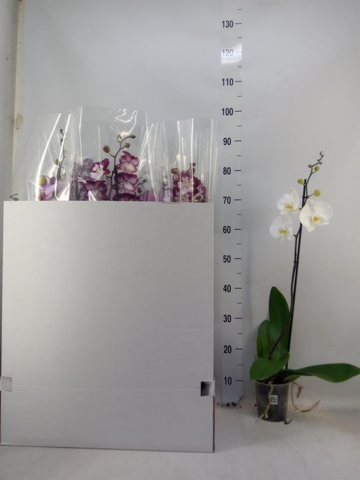 <h4>Phalaenopsis ...mix</h4>