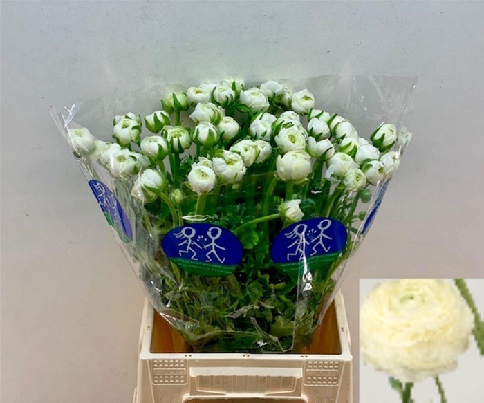 <h4>RAN EL WHITE</h4>