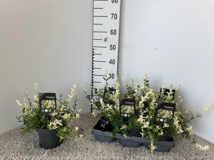 <h4>EUONYMUS FO HARLEQUI</h4>