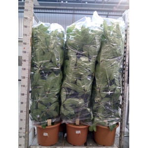 Schefflera actin. 'Amate'