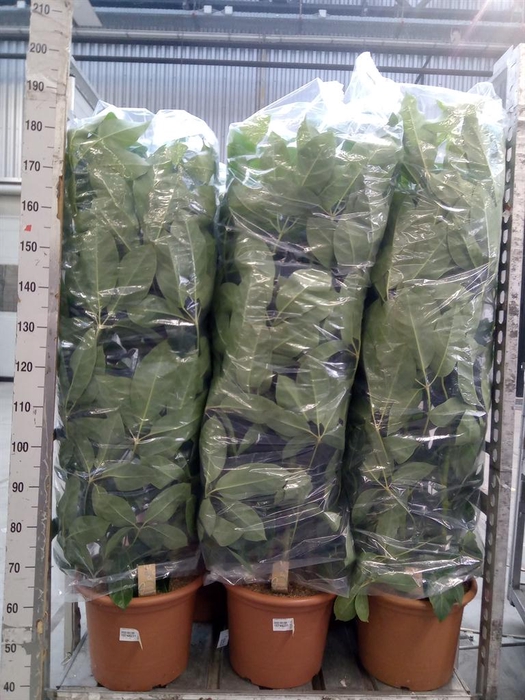 <h4>Schefflera actin. 'Amate'</h4>