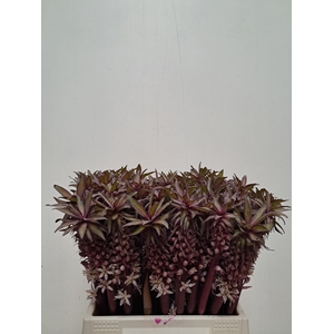 EUCOMIS OV