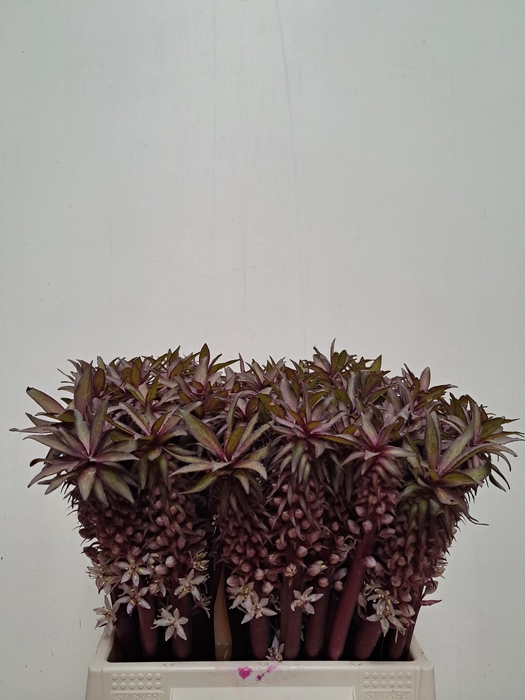 <h4>EUCOMIS OV</h4>
