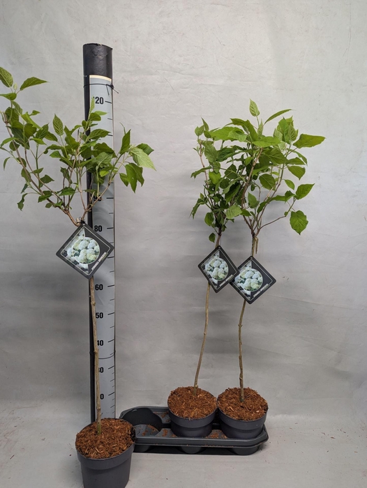 <h4>Hydrangea arbo.</h4>