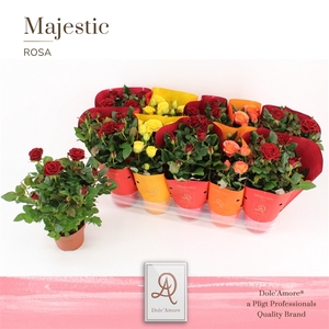 Potroos Toscane Mix P12 Dolc'Amore Majestic