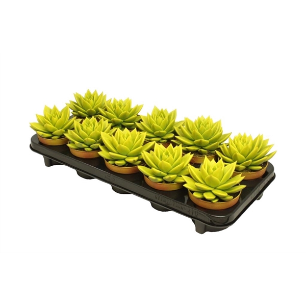 <h4>Echeveria coloured yellow</h4>