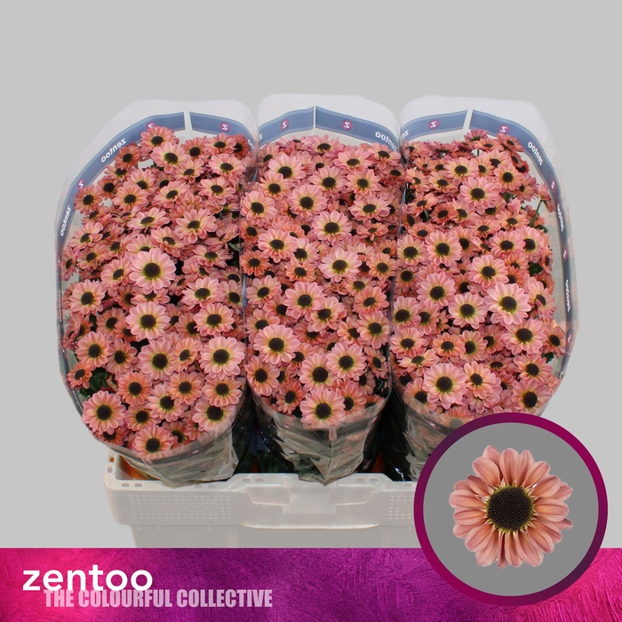 <h4>Chr San Yin Yang Smokey Zentoo</h4>