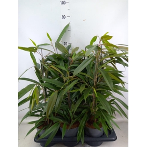 Ficus binn. 'Amstel King'