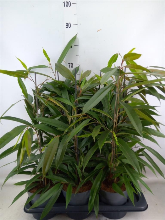 <h4>Ficus binn. 'Amstel King'</h4>