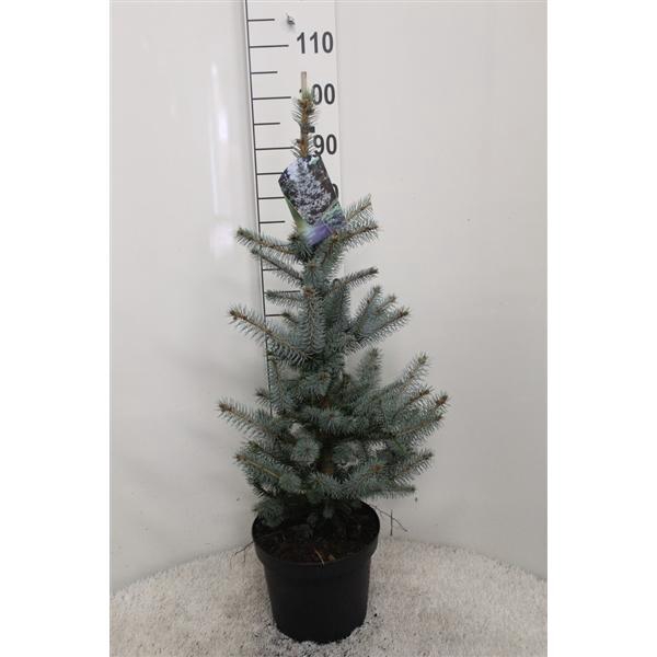 <h4>Picea pungens 'Edith' P26 potgedrukt</h4>