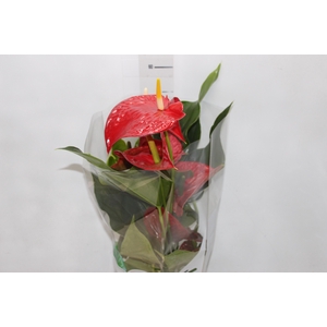 ANTHURIUM MICHIGAN P17 PREMIUM