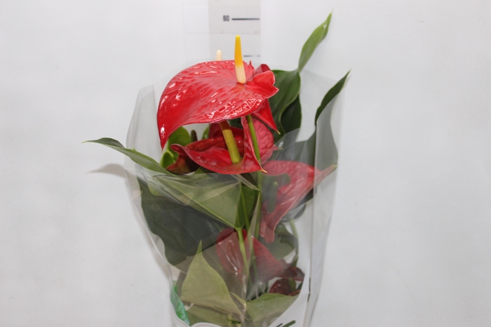 <h4>ANTHURIUM MICHIGAN P17 PREMIUM</h4>