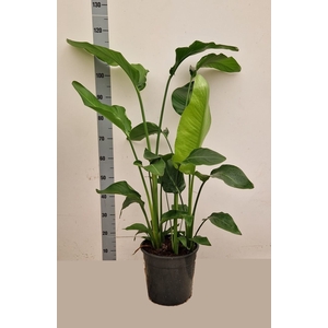 STRELITZIA ALBA