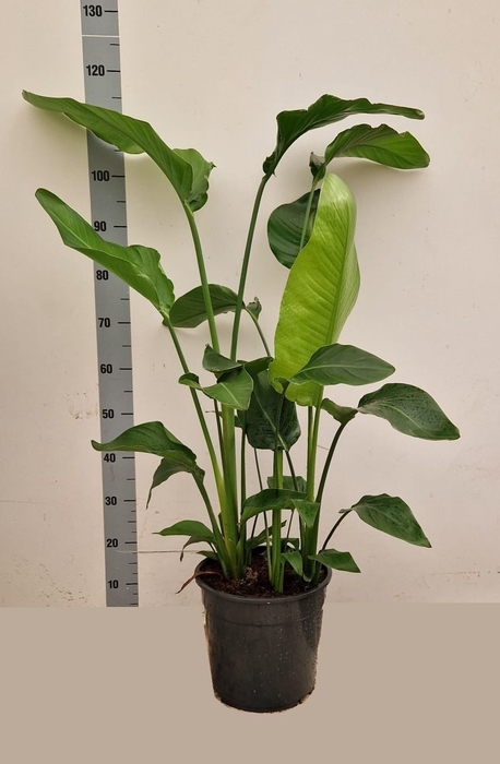 <h4>STRELITZIA ALBA</h4>