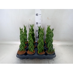 Sansevieria cyl.  ...