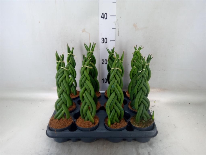<h4>Sansevieria cyl.  ...</h4>