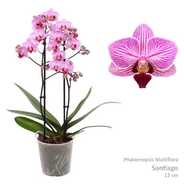 <h4>Phal. Multiflora "Santiago" 2-tak</h4>