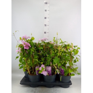 Clematis  'Boulevard'   ...