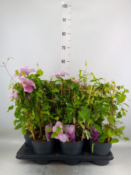 <h4>Clematis  'Boulevard'   ...</h4>