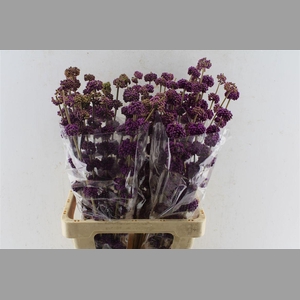Callicarpa Giraldii