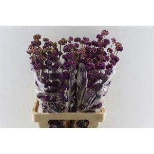 Callicarpa Giraldii