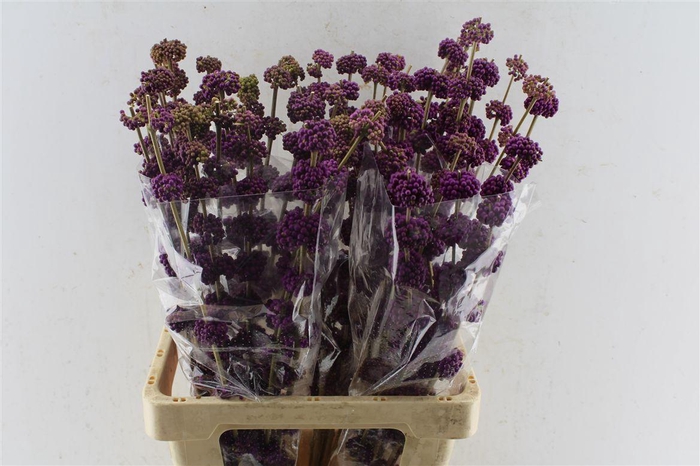 <h4>Callicarpa Giraldii</h4>