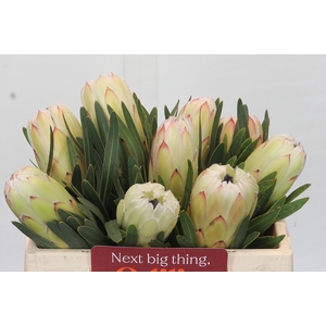 Protea White Night