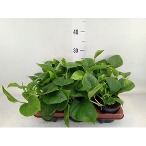 Epipremnum pinn. 'Global Green'