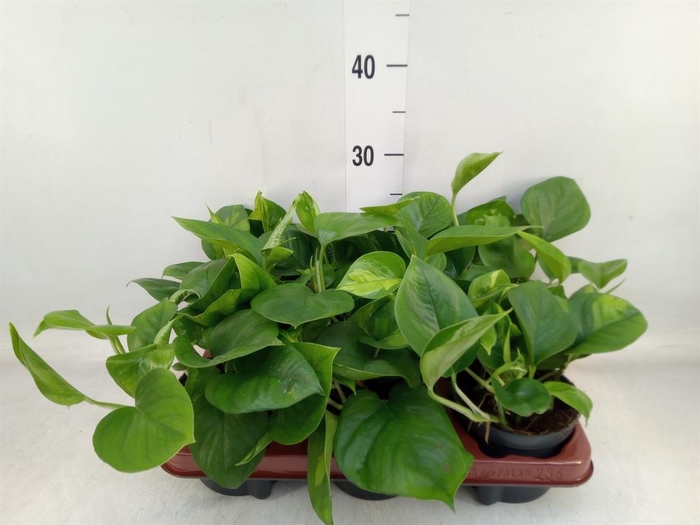 <h4>Epipremnum pinn. 'Global Green'</h4>