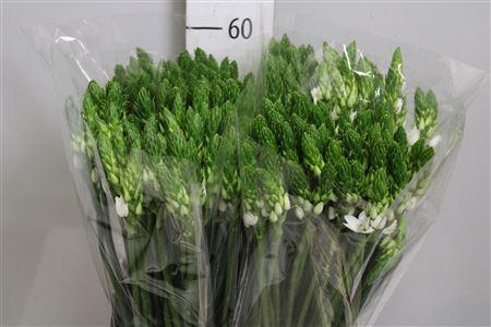 <h4>Ornit Thyrsoides</h4>