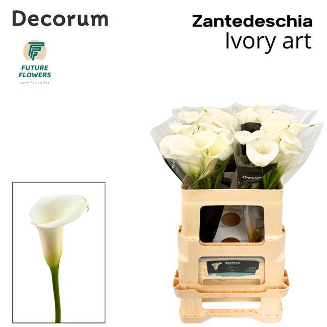 <h4>Zantedeschia ivory art</h4>