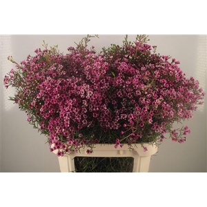 Chamelaucium Jupiter Purple