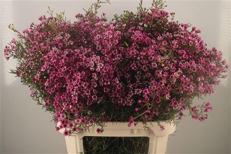 <h4>Chamelaucium Jupiter Purple</h4>