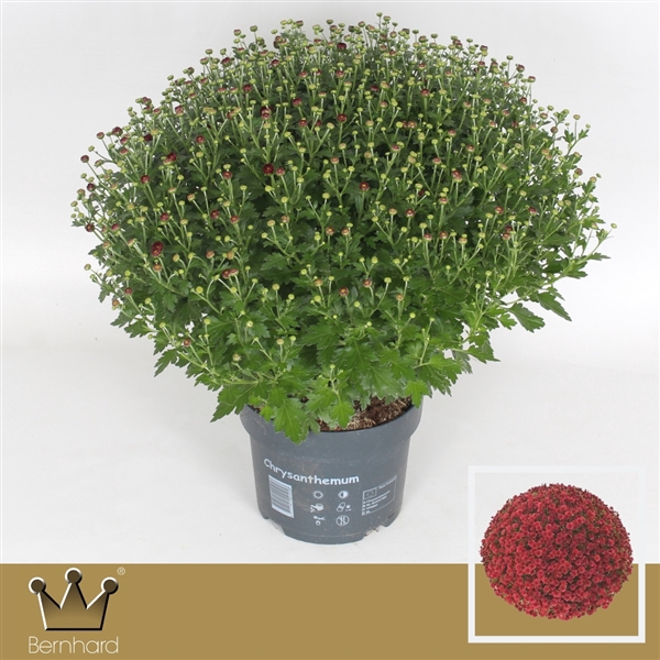 <h4>Chrysanthemum P19 Jasoda Red</h4>