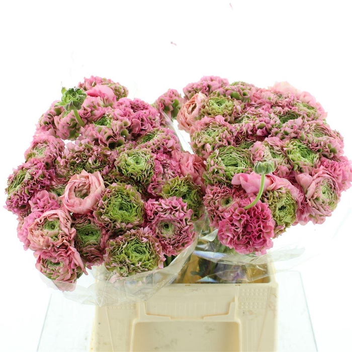 <h4>Ran Ponpon Hermione Pink Extra</h4>