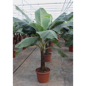 Musa 'Dwarf Cavendish'