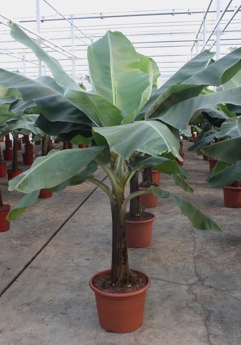 <h4>Musa 'Dwarf Cavendish'</h4>