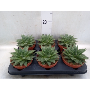xGasteraloe  'Noa'