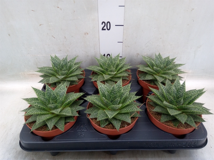 <h4>xGasteraloe  'Noa'</h4>