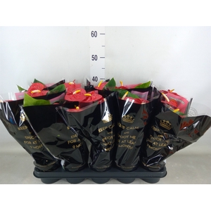 Anthurium andr. 'Royal Champion'