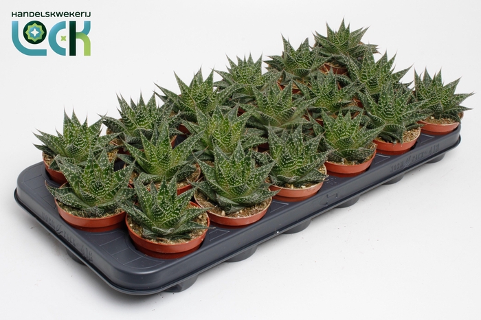 <h4>Aloe Aristata Special</h4>