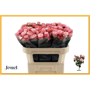 Rosa TR 'Birds Nest'