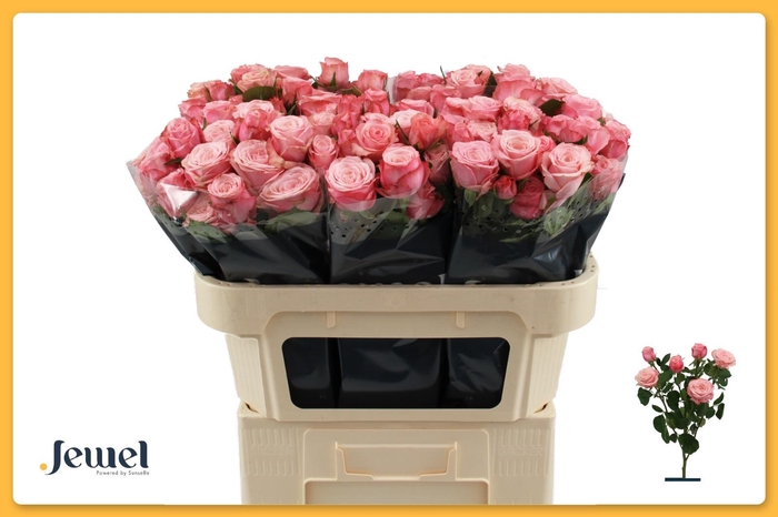 <h4>Rosa TR 'Birds Nest'</h4>