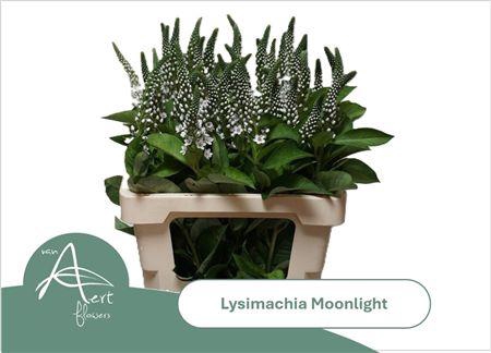 Lysim Moonlight