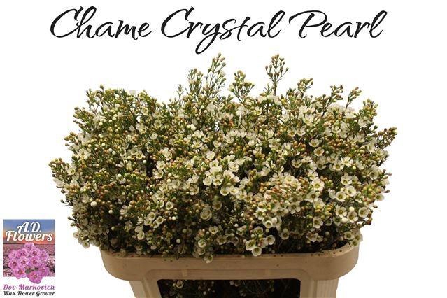 <h4>CHAME CRYSTAL PEARL</h4>