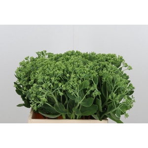Sedum Spectabile