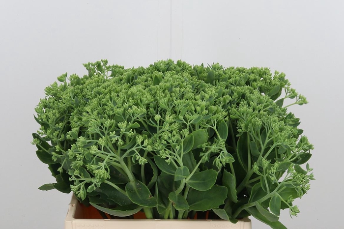 <h4>Sedum Spectabile</h4>