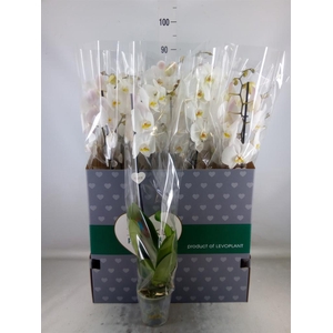 Phalaenopsis   ...white