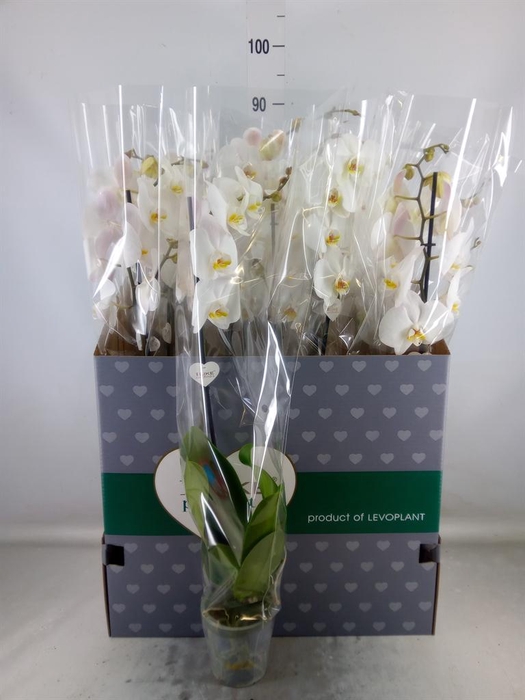 <h4>Phalaenopsis ...white</h4>